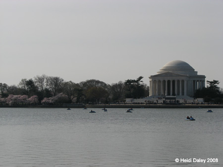 DC Cherry Blossoms 2008 -036