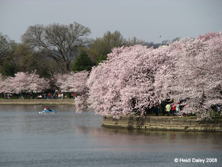 DC Cherry Blossoms 2008 -041