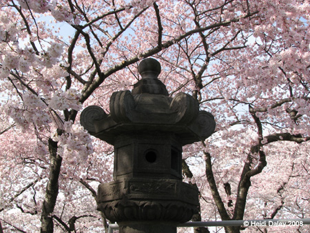 DC Cherry Blossoms 2008 -046