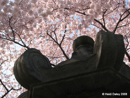 DC Cherry Blossoms 2008 -047