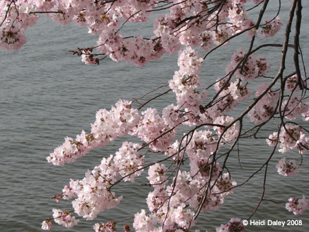 DC Cherry Blossoms 2008 -050