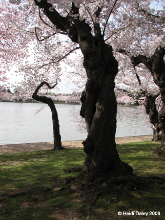 DC Cherry Blossoms 2008 -059