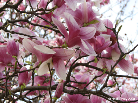 DC Cherry Blossoms 2008 -069