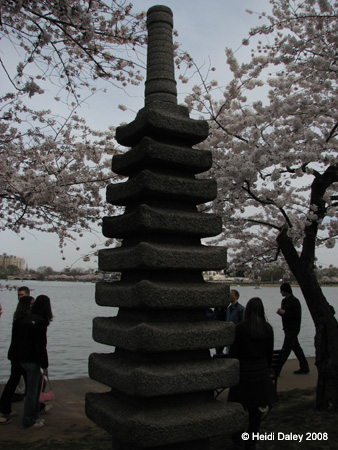DC Cherry Blossoms 2008 -137