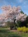 DC Cherry Blossoms 2008 -001