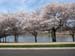 DC Cherry Blossoms 2008 -030