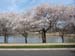 DC Cherry Blossoms 2008 -031
