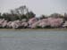 DC Cherry Blossoms 2008 -033
