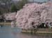 DC Cherry Blossoms 2008 -040