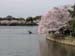 DC Cherry Blossoms 2008 -043