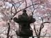 DC Cherry Blossoms 2008 -046