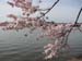 DC Cherry Blossoms 2008 -049