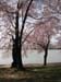 DC Cherry Blossoms 2008 -058