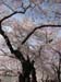 DC Cherry Blossoms 2008 -060