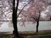 DC Cherry Blossoms 2008 -061