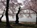DC Cherry Blossoms 2008 -063