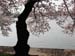 DC Cherry Blossoms 2008 -064