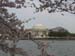 DC Cherry Blossoms 2008 -120