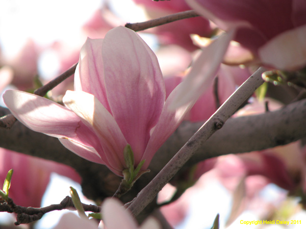 DC - Cherry Blossoms - 4-3-11 006