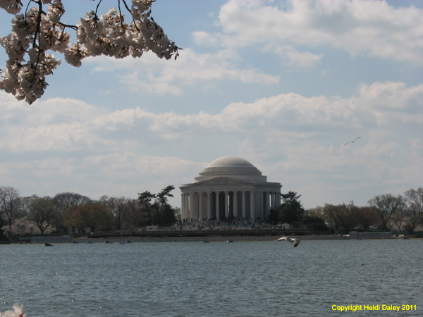 DC - Cherry Blossoms - 4-3-11 009