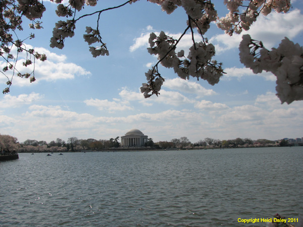 DC - Cherry Blossoms - 4-3-11 012