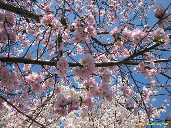 DC - Cherry Blossoms - 4-3-11 013