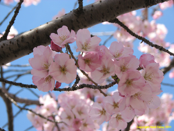 DC - Cherry Blossoms - 4-3-11 015