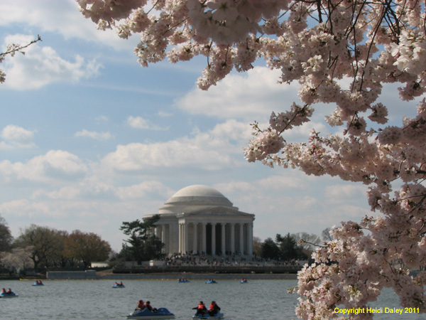 DC - Cherry Blossoms - 4-3-11 020