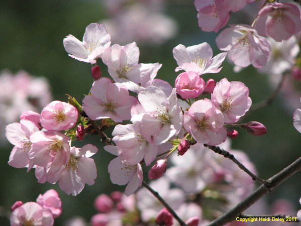 DC - Cherry Blossoms - 4-3-11 031