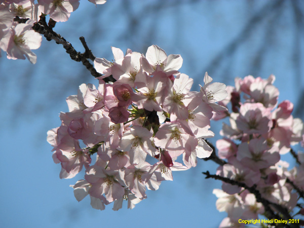DC - Cherry Blossoms - 4-3-11 033