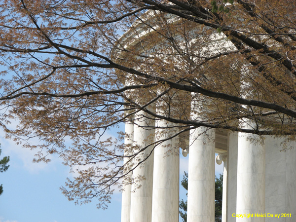 DC - Cherry Blossoms - 4-3-11 034