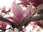 DC - Cherry Blossoms - 4-3-11 006