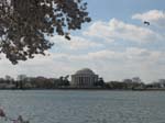 DC - Cherry Blossoms - 4-3-11 008
