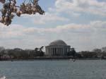 DC - Cherry Blossoms - 4-3-11 009