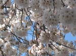 DC - Cherry Blossoms - 4-3-11 010