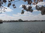 DC - Cherry Blossoms - 4-3-11 012