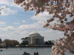 DC - Cherry Blossoms - 4-3-11 020