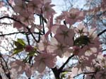 DC - Cherry Blossoms - 4-3-11 035