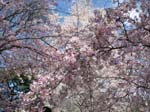 DC - Cherry Blossoms - 4-3-11 041