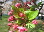 DC - Cherry Blossoms - 4-3-11 042