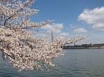 DC - Cherry Blossoms - 4-3-11 045
