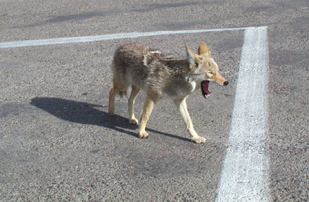 Coyote