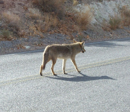 Coyote1