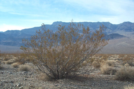 Flora - Bush