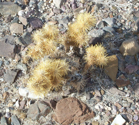 Flora - Cactus Yellow