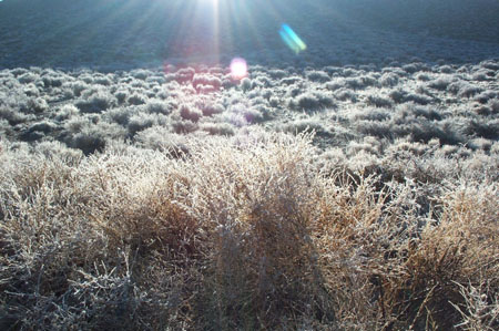 Flora - Desert Ice Plants