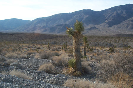 Flora - Tree Cactus1