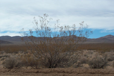 Green Valley 2