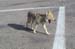 Coyote