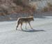 Coyote1
